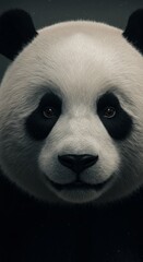 Obraz premium Close up of face of a Panda Bear, Wildlife, Animal, Zoom In, Zoomed Portrait 