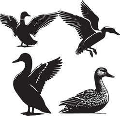 silhouette set of gadwall flying poses,black and white duck illustration