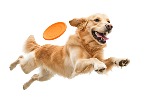 Isolated Golden Retriever Leaping for Frisbee