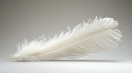 Obraz premium Single, white, delicate feather, rests, softly.