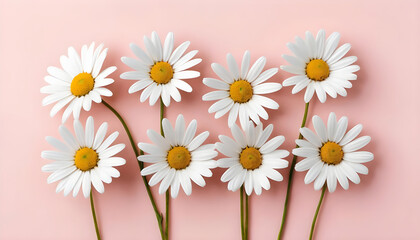 Obraz premium daisies on a pink background 