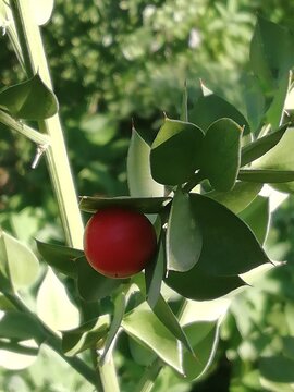 Ruscus aculeatus. Rusco con fruto rojo. Array&aacute;n. 