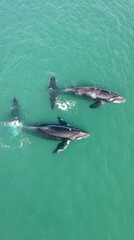 beautiful swimming in the sea, aerial view with copy space vertically 9:16