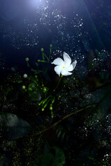 white flower on a green background with paint splashes