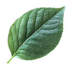 Obraz premium A close-up photograph of a single green leaf with prominent veins.