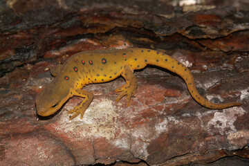 Closeup on a sub-adult Eastern or Red Spotted Newt, Notophthalmus viridescens sitting on wood