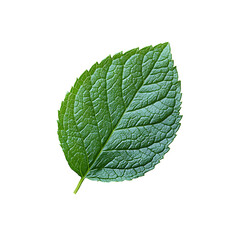 Obraz premium Lush green leaf isolated on Transparent Background.
