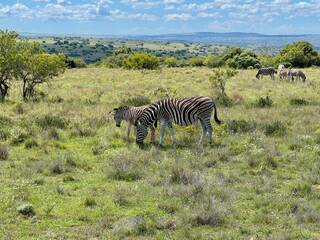 Zebra in Südafrika 