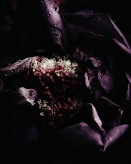 Still life faded blooms
