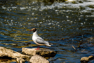 A seagull stands on a rock in the lake water.