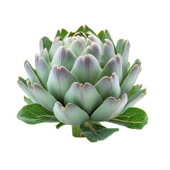 Fototapeta premium Fresh Artichoke Closeup Transparent Background.