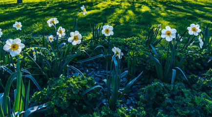 Daffodil flowers in the green grass on a summer day.
