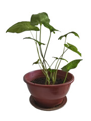 Syngonium healthy plant on red pot isolated photo