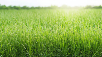 Obraz premium Tall grass gently swaying in the breeze on a quiet hillside, soft sunlight illuminating the scene in high key, minimalist composition