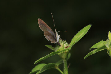 natural celastrina argiolus butterfly macro photo