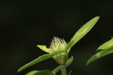 Black carpenter ant macro photo