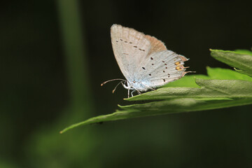 natural celastrina argiolus butterfly macro photo