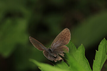 natural celastrina argiolus butterfly macro photo