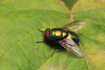 macro photo of housefly facing back	
