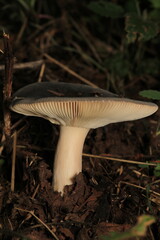 natural russula cyanoxantha mushroom photo	