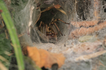 agelena labyrinthica spider macro photo	