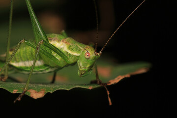 rufous grasshopper insect macro photo	