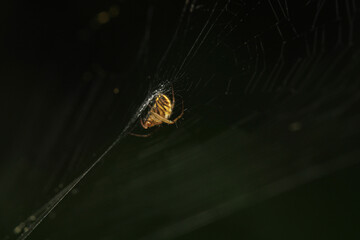 natural parasteatoda tepidariorum spider macro	