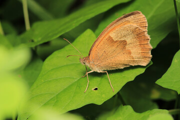 vanessa cardui butterfly macro photo	