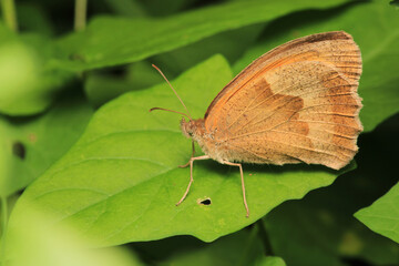 vanessa cardui butterfly macro photo	