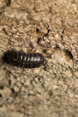 Isopods beetle animal macro photo	