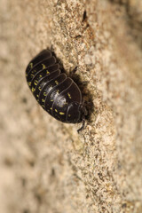 Isopods beetle animal macro photo	