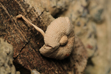 natural russula cyanoxantha mushroom photo	