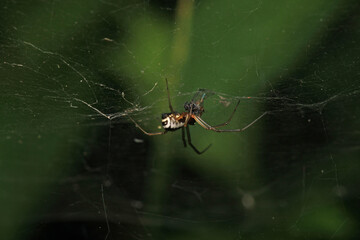 natural parasteatoda tepidariorum spider macro	