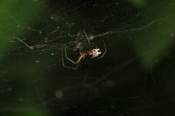 natural parasteatoda tepidariorum spider macro	