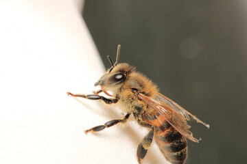 honey bee photo in natural pumpkin flower	
