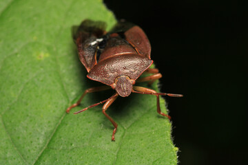 Halyomorpha Halys insect macro photo	
