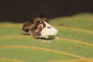 natural ricania insect macro photo	