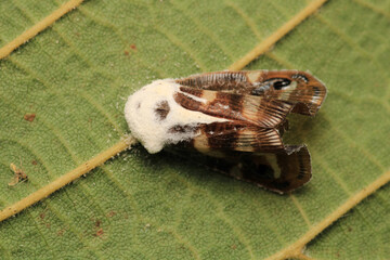 natural ricania insect macro photo	