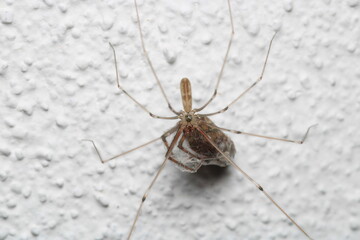 pholcus phalangioides spider macro photo	