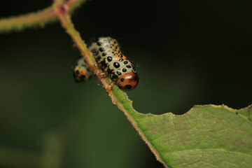 bruco mangia rose caterpillar macro photo	