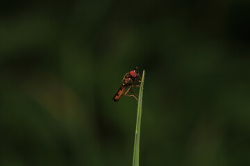 natural eupeodes flower fly photo	