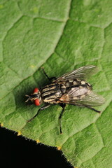macro photo of housefly facing back	