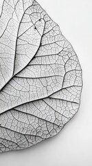 Obraz premium A Detailed Exploration of a Leaf's Intricate Veins and Texture in a Striking Black and White Macro Photography
