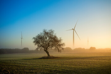 Morning scene with a tree in the middle of a crop field and wind turbines in the background © AntonioLopez