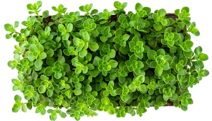 Obraz premium Top view of succulent plants in a pot isolated on white background