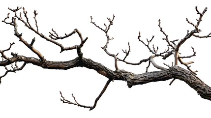 Dead tree branch isolated on white background