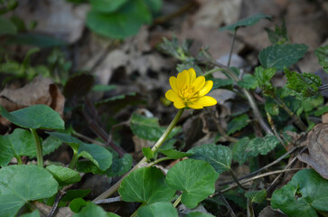  First spring flower -yellow wild buttercup grow throw old autumn leaves .  Awakening  of nature , early spring,concept.Free copy space.