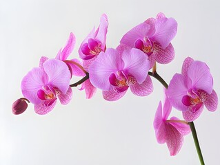 Photo of Bright Pink Orchid Flowers