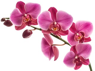 Fototapeta premium Photo of Bright Pink Orchid Flowers