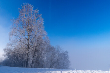 single tree stand alone in front of the forest in snowy landscape, winter feeling at the edge of the fog, with rays of light through the fog, a bit of blue sky, beautiful illuminated tree, park bench